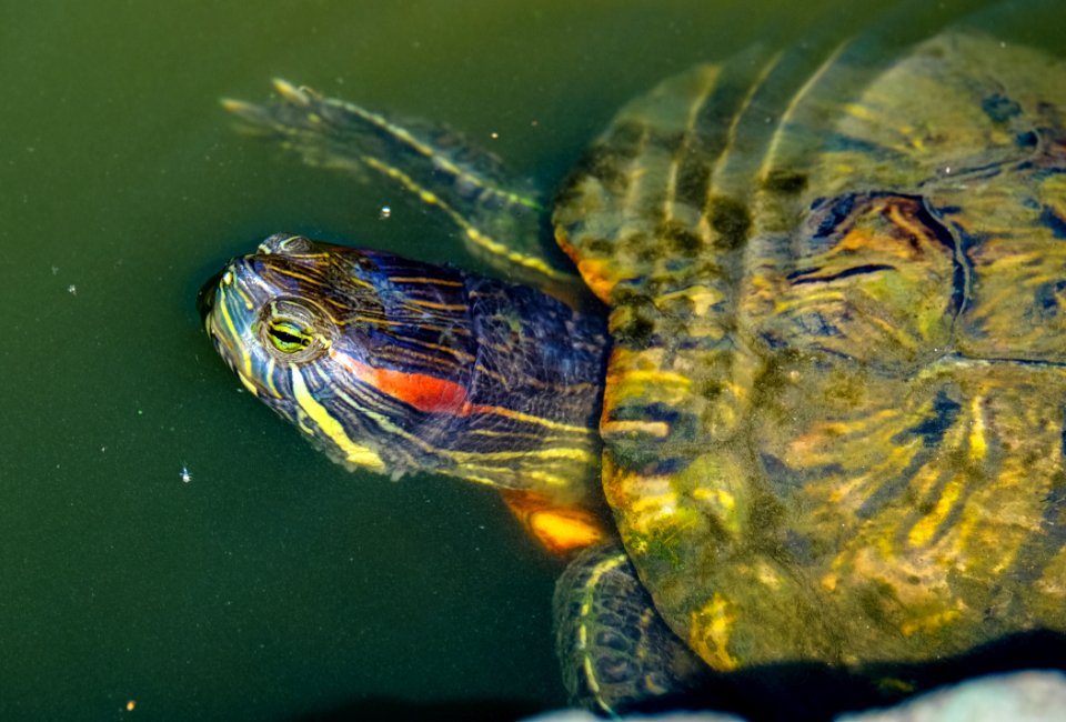 Animal Aquatic Close
