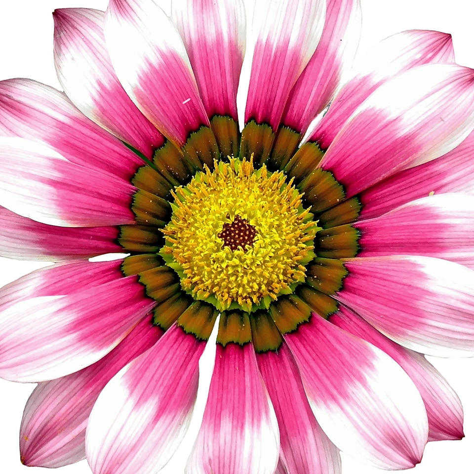 Flower nature garden