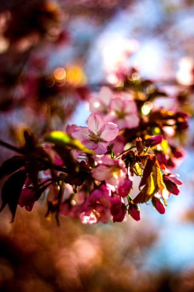 Blur Buds Close
