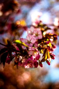 Blur Buds Close