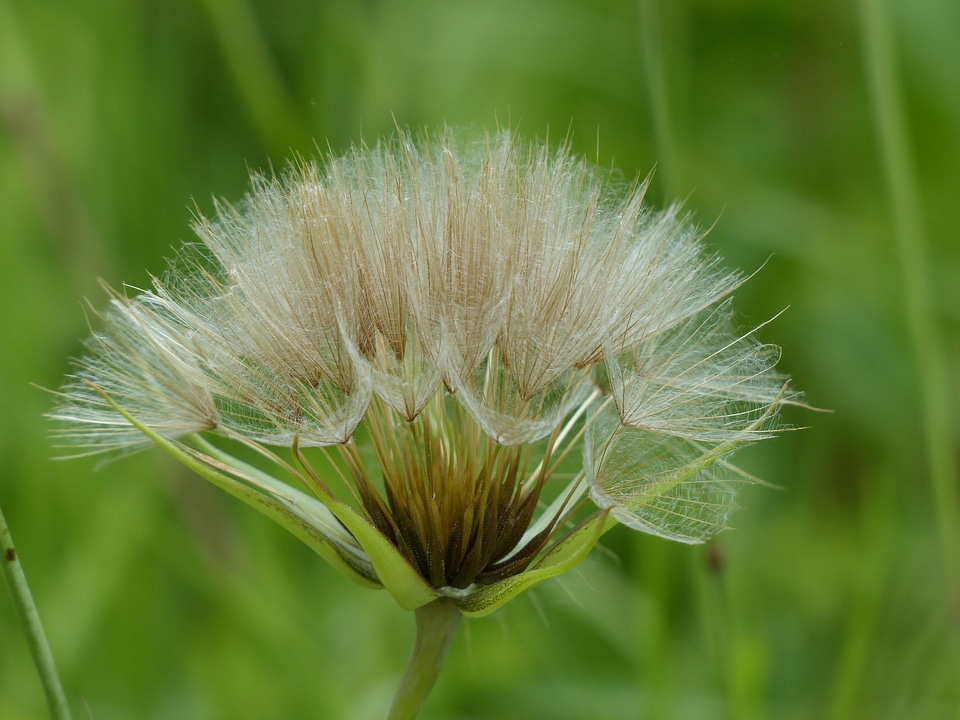 Tragopogon pratensis flower composites