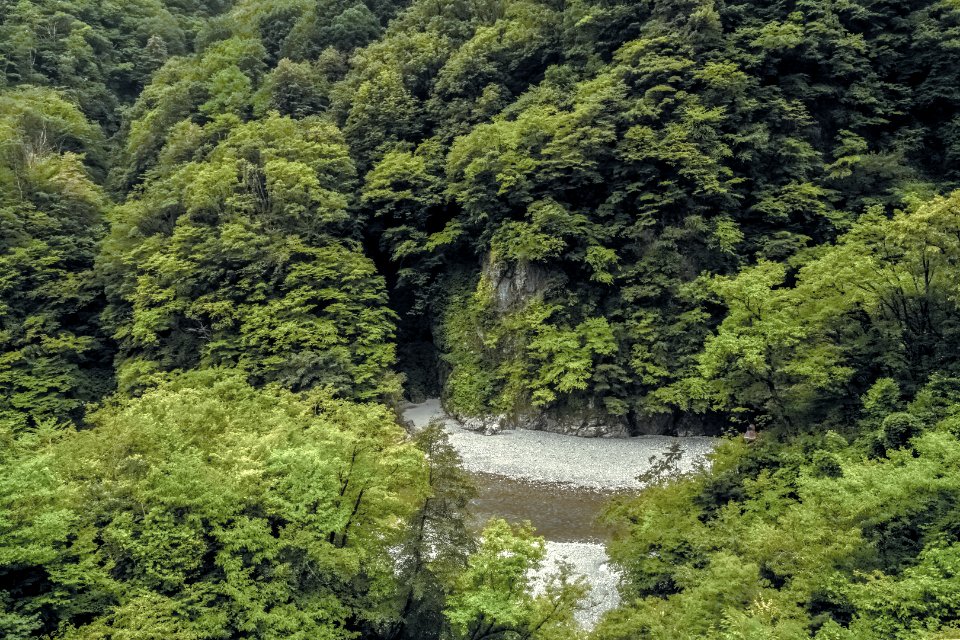 Daylight Environment Forest