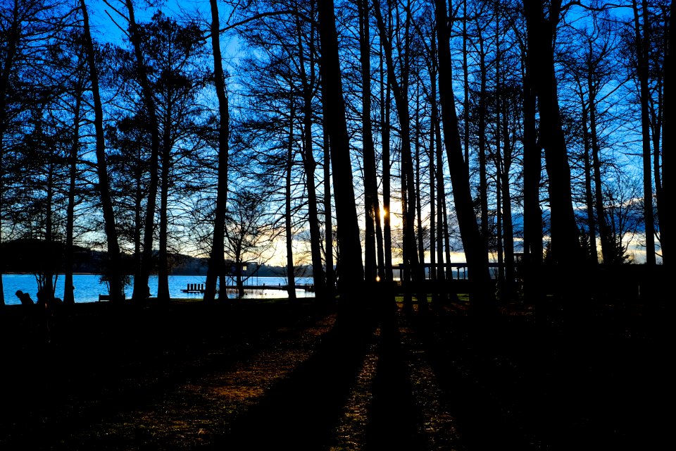 Branch Countryside Dawn