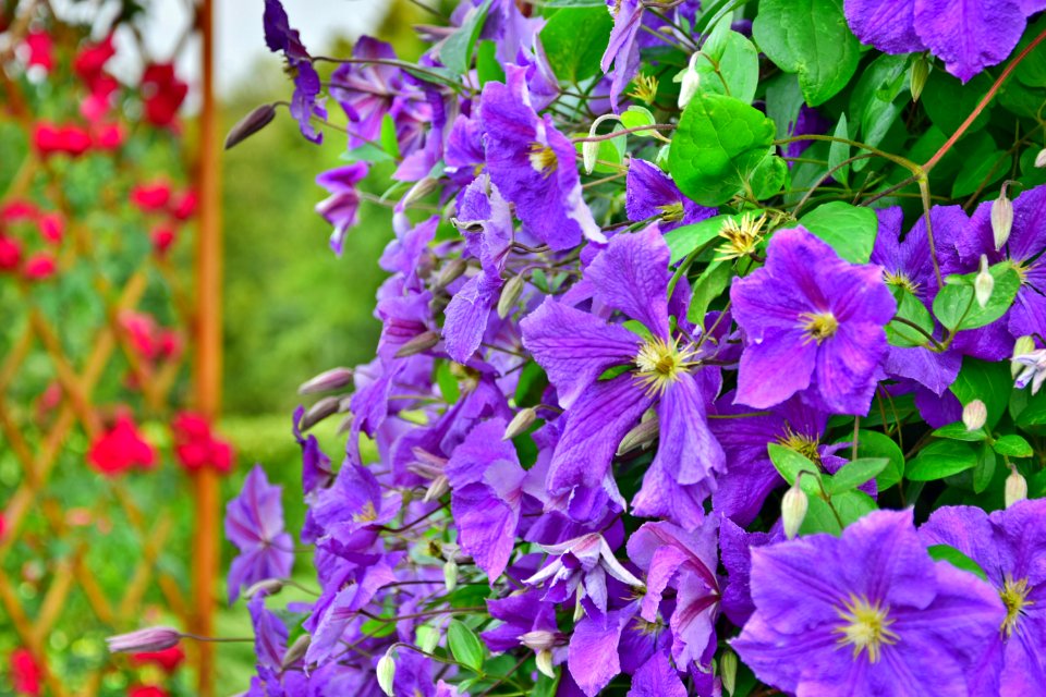 Bloom Blooming Blossom