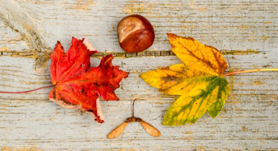 Autumn Bright Colors