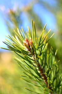Background Blur Branch