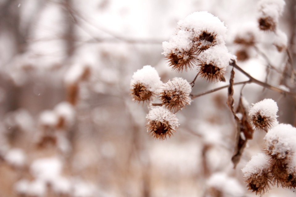 Selective Focus Photography Of Plant