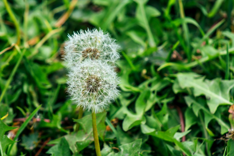 Close Up Photo Of White Dandelion