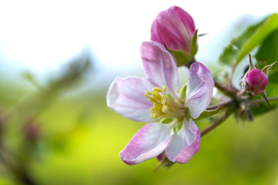 Bloom Blooming Blossom