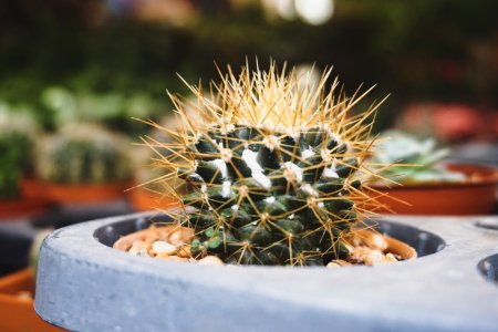 Close-up Photography Of Cactus photo