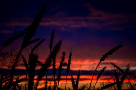 Silhouette Of Wheats During Dawn In Landscape Photography photo
