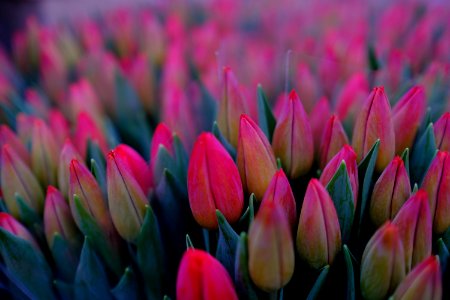 Bed Of Pink Tulips Flower