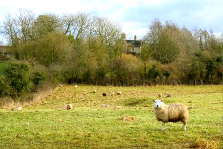 Sheep On Grass Field photo