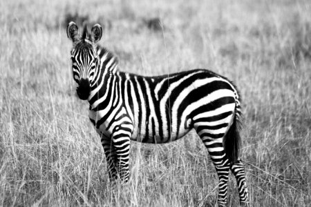 Zebra On Grassland Grayscale Photography photo