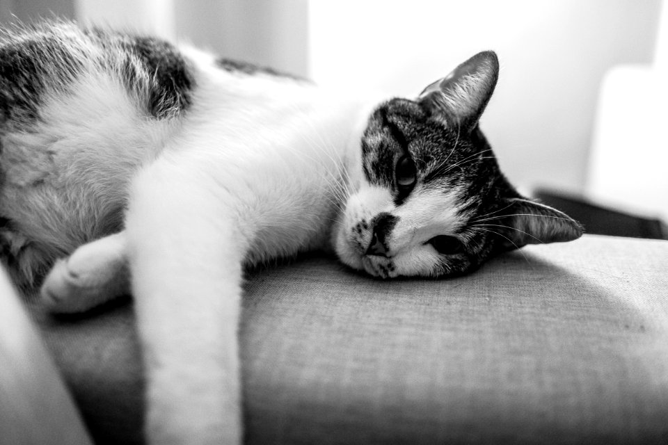 Animal Black-and-white Cat