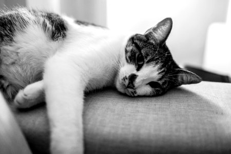 Animal Black-and-white Cat photo