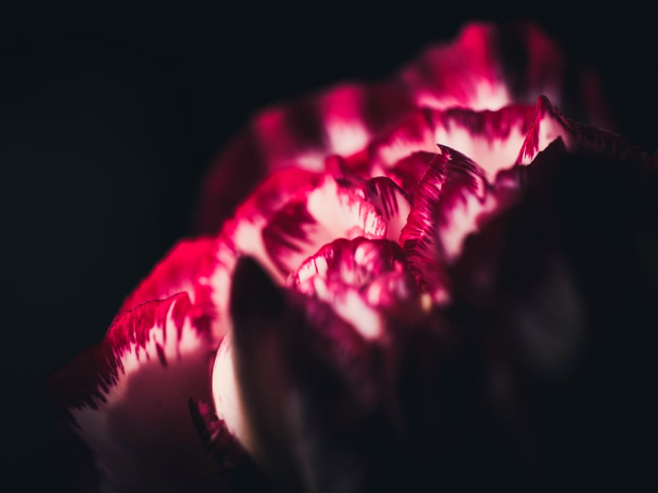 Red And White Tulip Closeup Photography