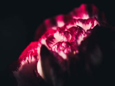 Red And White Tulip Closeup Photography