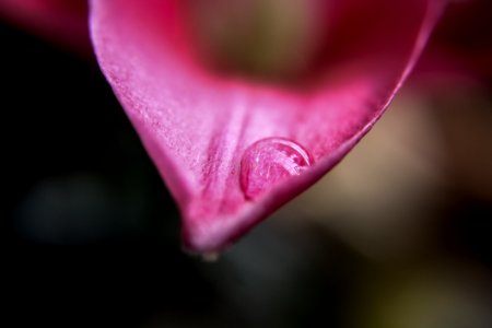 Selective Focus Of Water Droplet On Red Petal Of Flower photo