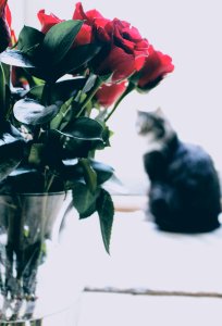 Shallow Focus Photography Of Red Roses photo