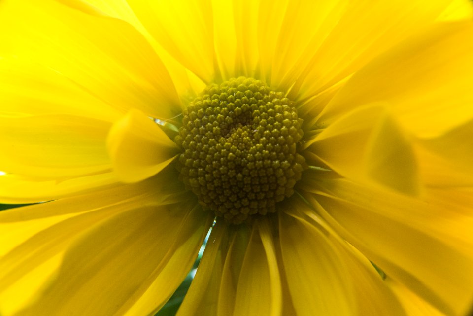 Bloom Blooming Blossom