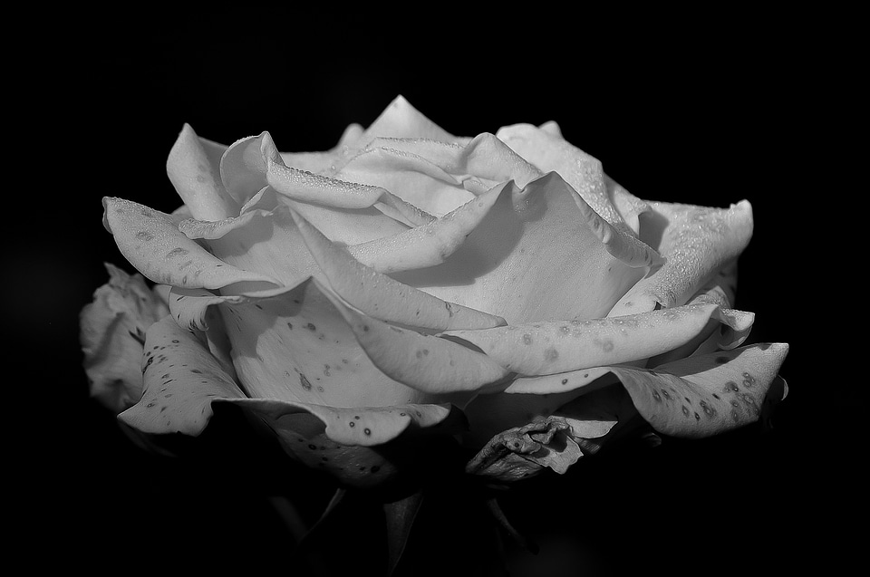 Beauty romantic petals