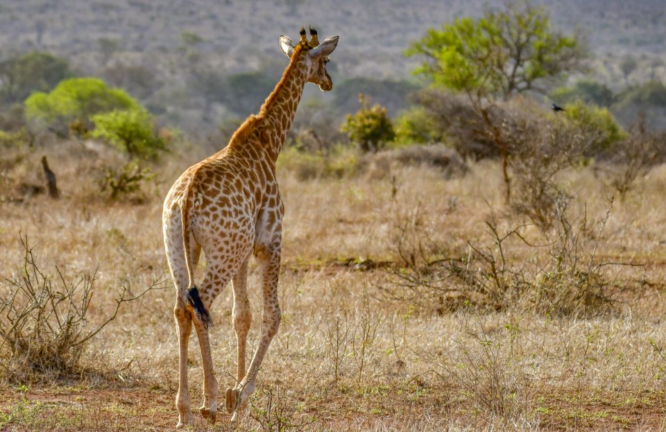 Giraffe