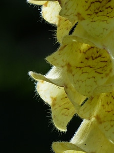 Yellow brown digitalis lutea