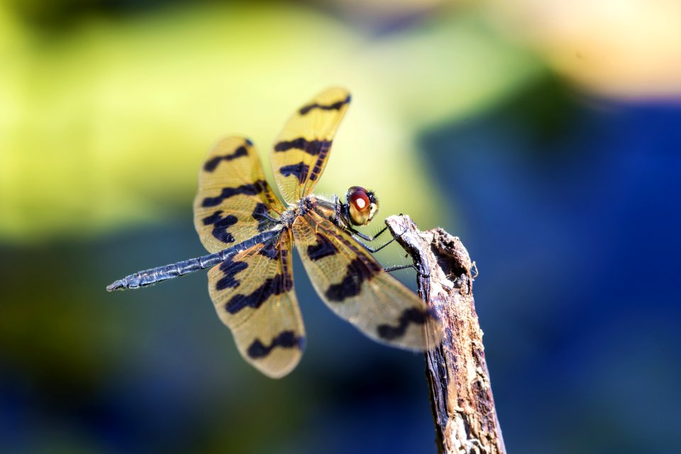 Yellow And Black Dragonfly