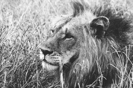 Grayscale Of Male Lion On Grass photo