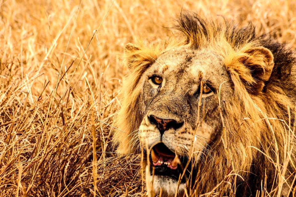Male Lion On Brown Fields