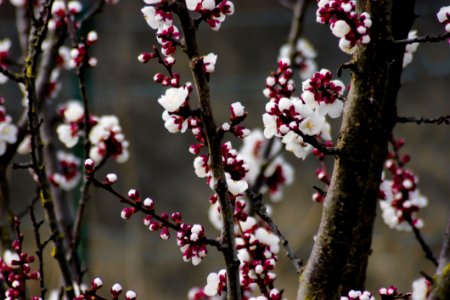 Depth Of Field Photography Of Cherry Blossom Tree photo