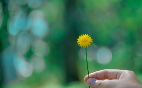 Yellow Daisy Flower