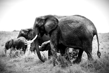 Grayscale Photo Of Four Elephants photo