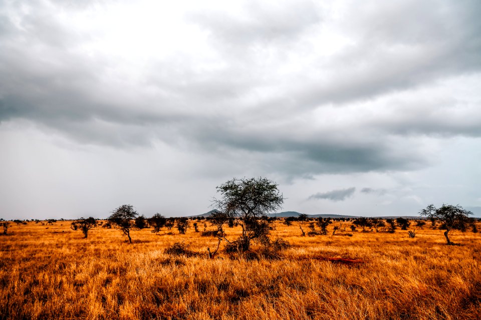 Landmark Photography Of Trees