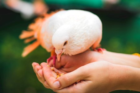 Close Up Photograph Of Person Feeding White Pigeon photo