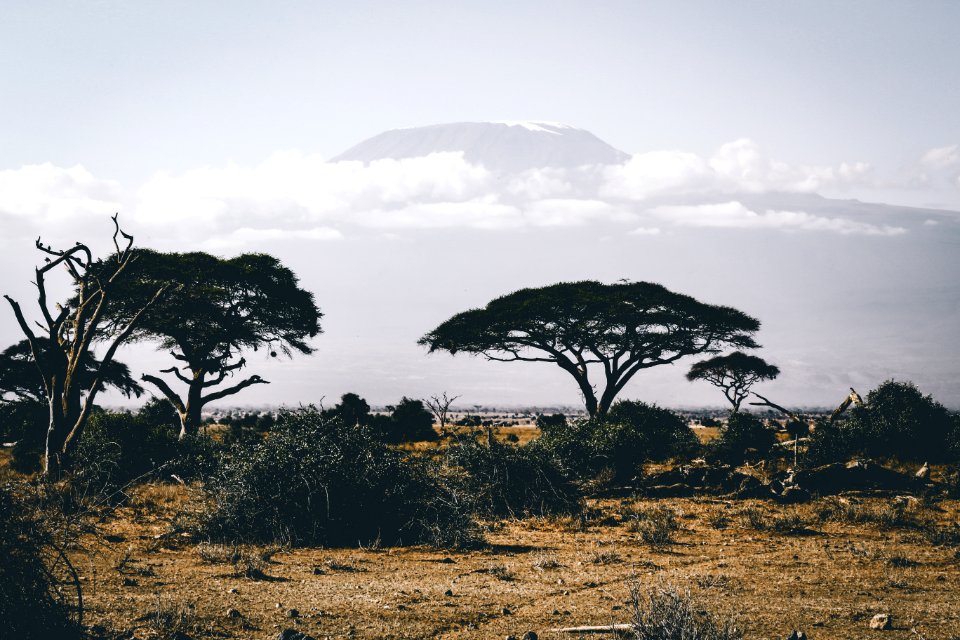 Landscape Photography Of Wild Trees Over Mountain