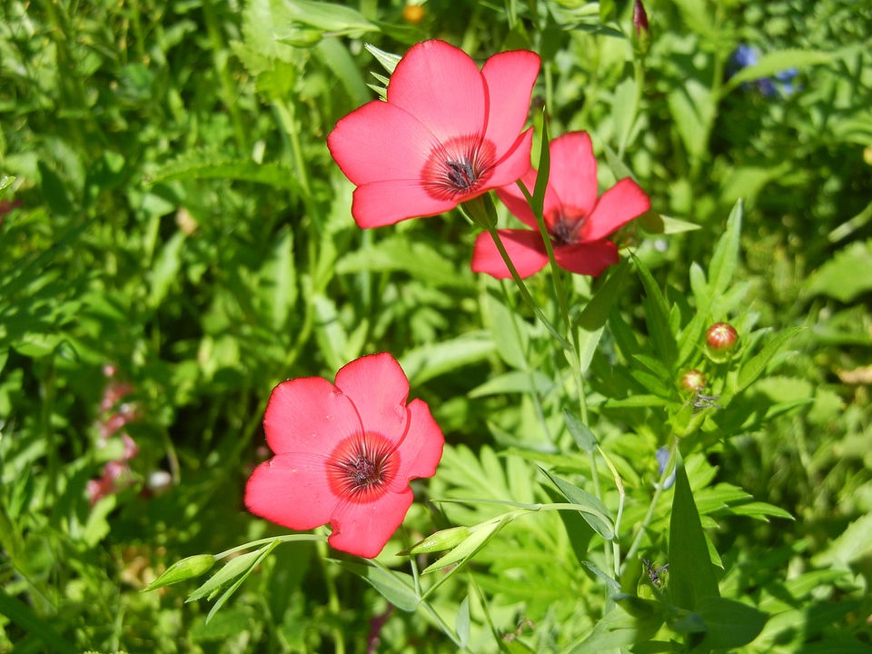 Flower pink flower nature
