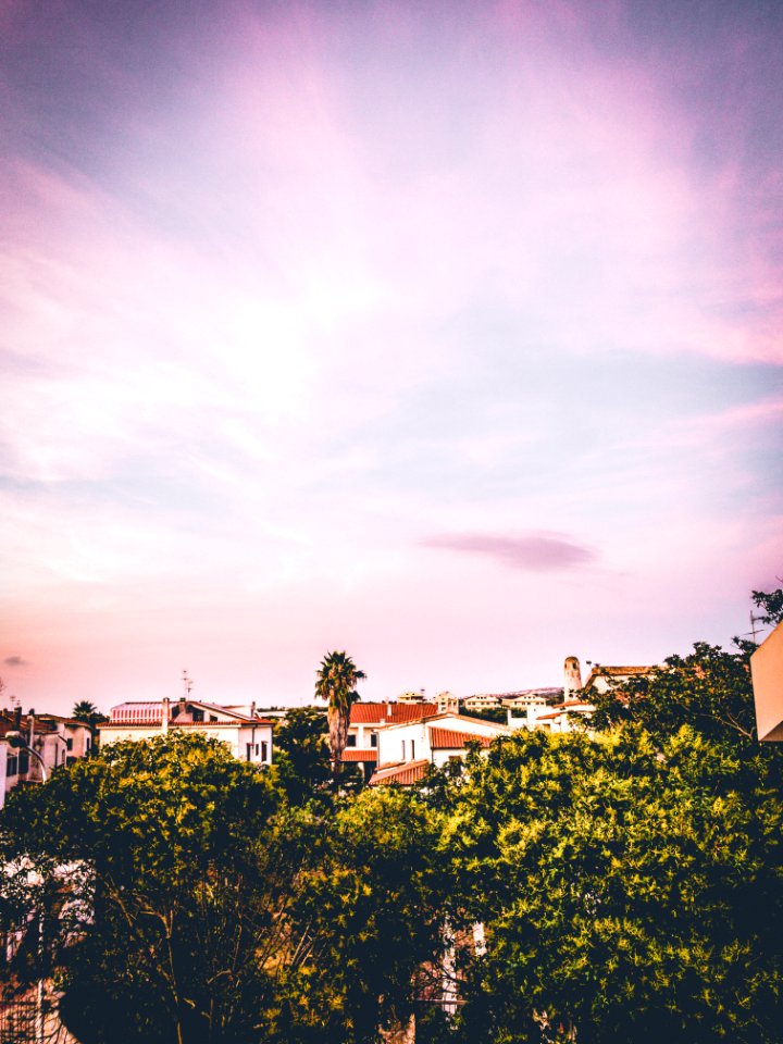 Green Leaf Trees Under Pink Sky