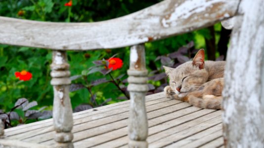Short-fur Gray Cat Sleeping On Gray Wooden Surface photo