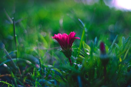 Selective Focus Photography Of Pink Flower photo