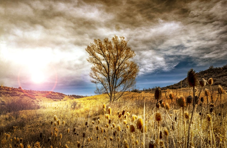 Stock Photography Of Brown Leaf Tree Under Cloudy Sky