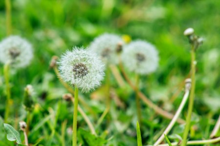 Selective Focus Photography Of Dandelion photo