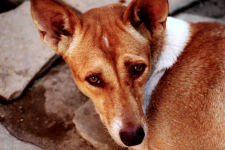 Close-up Photography Of A Dog photo