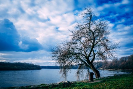 Landscape Photography Of Bare Tree Near Body Of Water Under Cloudy Skies photo
