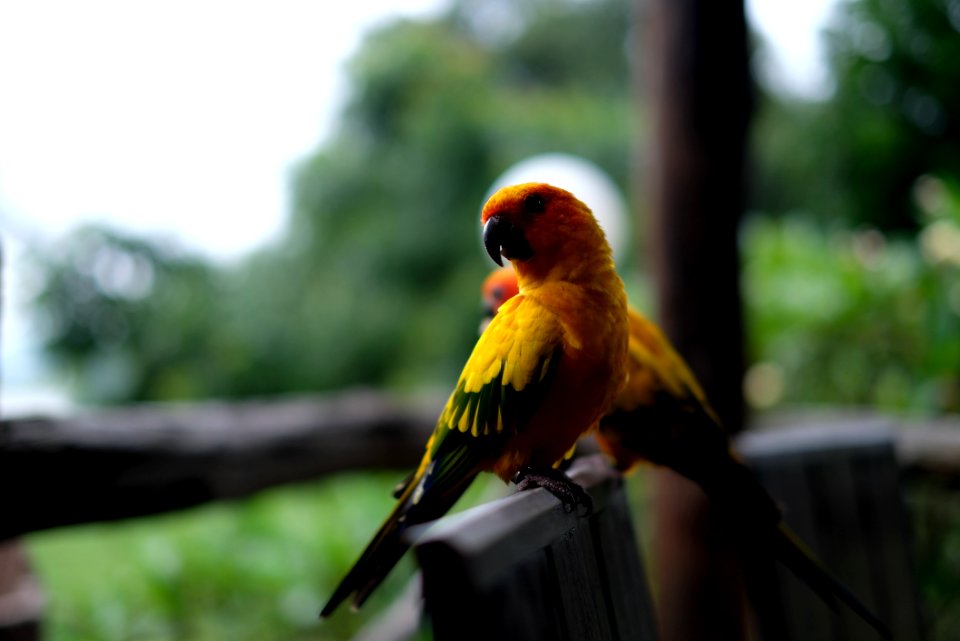 Two Yellow-and-black Birds