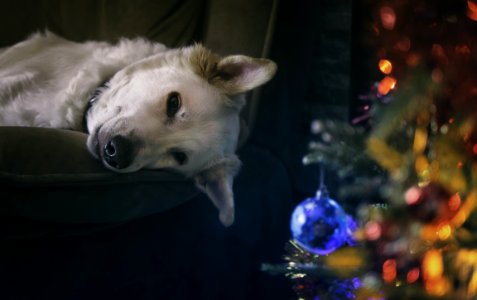 White Dog