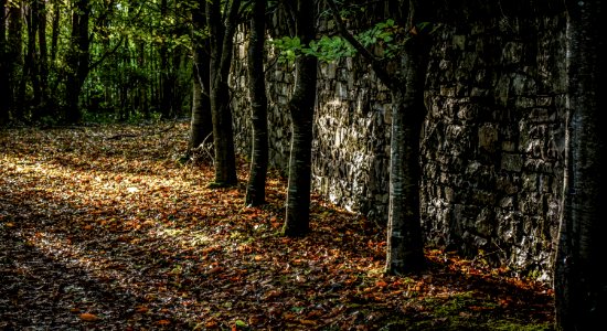 Forest Photo