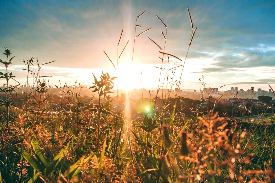 Golden Hour Photography Of Grass Field
