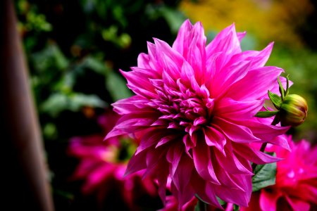 Selective Focus Photography Of Magenta Flower photo